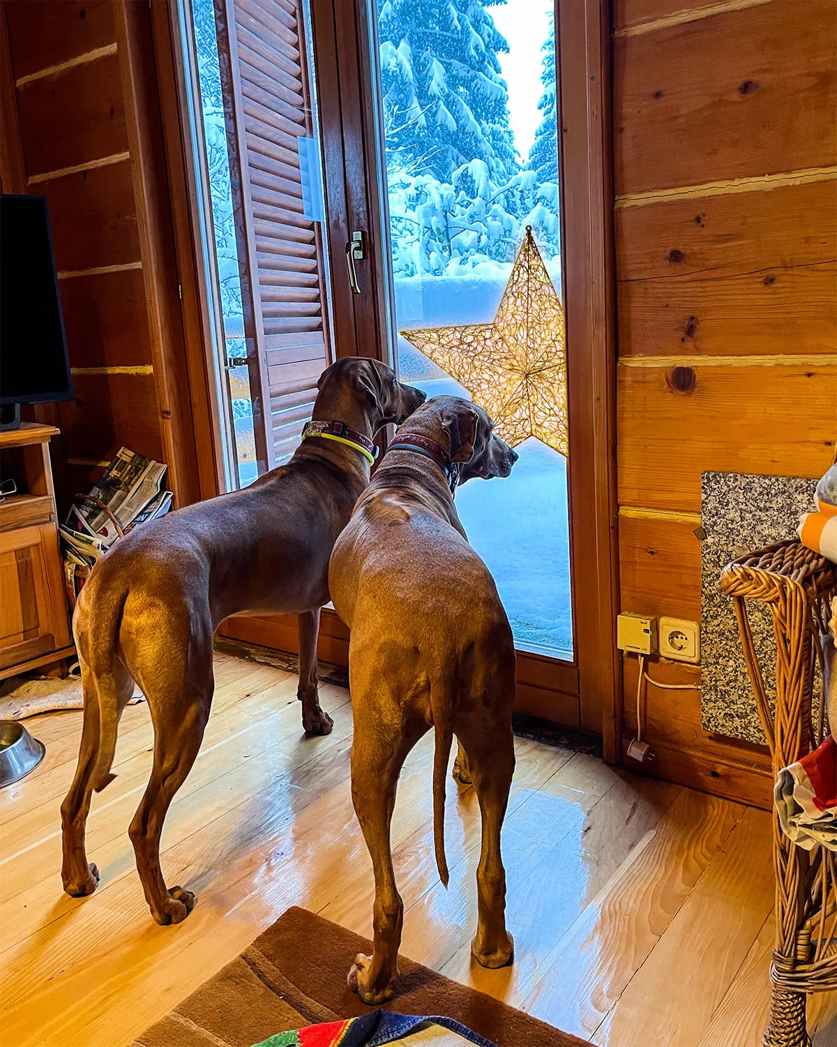 Zwei braune Hunde stehen in einer Holzhütte am Fenster und schauen hinaus auf einen großen, leuchtenden Weihnachtsstern im verschneiten Garten.